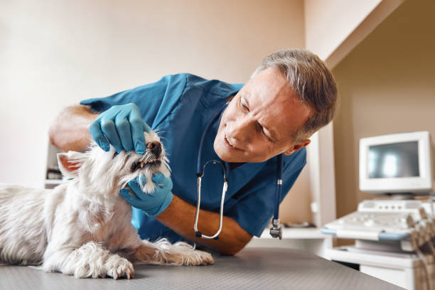 Best 24-Hour Emergency Dental Care in Waverly, MI